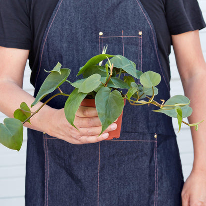 Heartleaf philodendron plant held in hands for size reference, trailing indoor houseplant