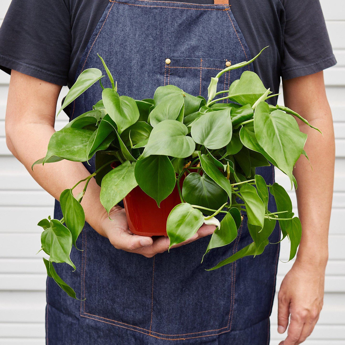 Philodendron cordatum foliage detail with smooth green leaves and trailing stems held for size
