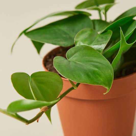 Close-up of heartleaf philodendron leaves showing glossy green heart-shaped foliage