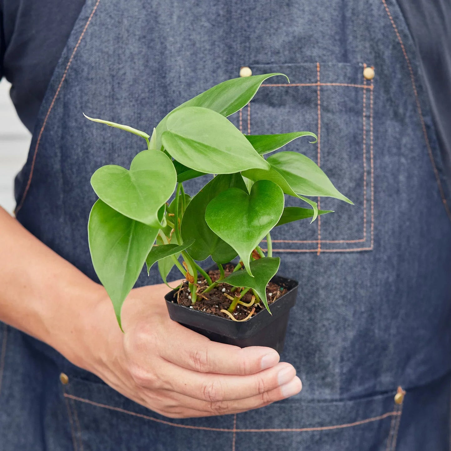 Small heartleaf philodendron starter plant held for scale, easy indoor plant