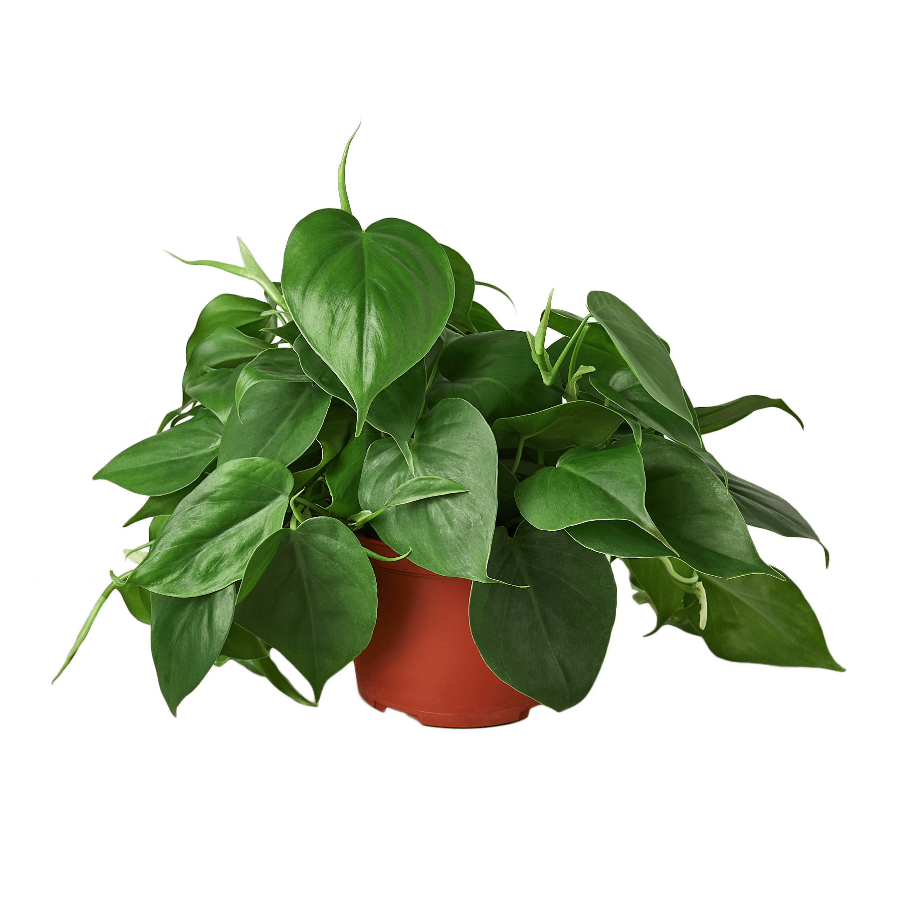 Trailing heartleaf philodendron plant with cascading vines and lush green leaves