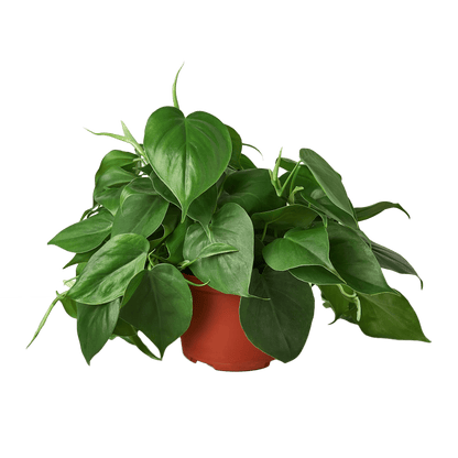 Trailing heartleaf philodendron plant with cascading vines and lush green leaves