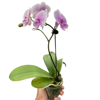 Light pink Phalaenopsis moon orchid with single flower spike in small clear pot, elegant indoor orchid plant curated by H Potter