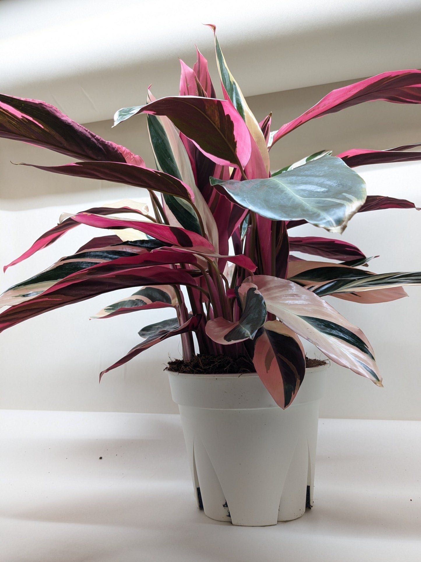 stromanthe triostar potting mix Stromanthe 'Triostar' (4"–8" Pots) | Magenta Triostar Plant