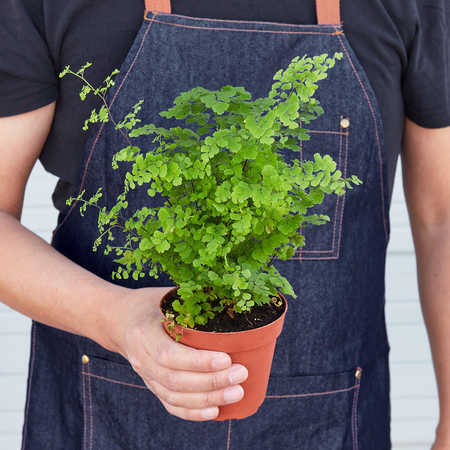 Maidenhair fern plant held by person showing plant size