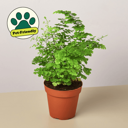 maidenhair fern hanging plant Maidenhair Fern (4"–6") | Adiantum capillus-veneris