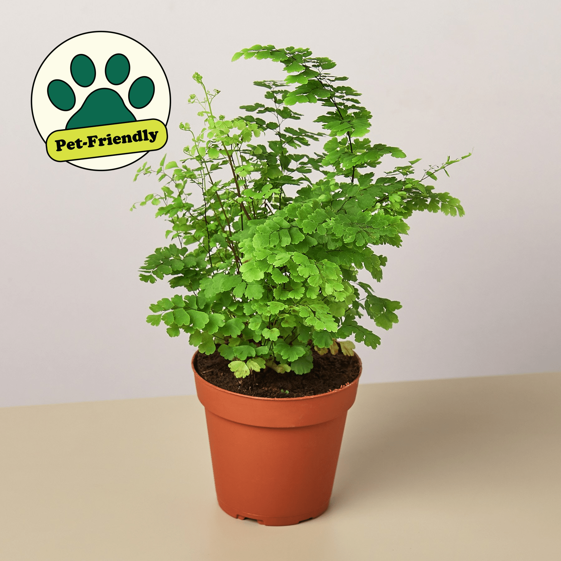 4" potted healthy maidenhair fern in nursery pot with airy green leaves