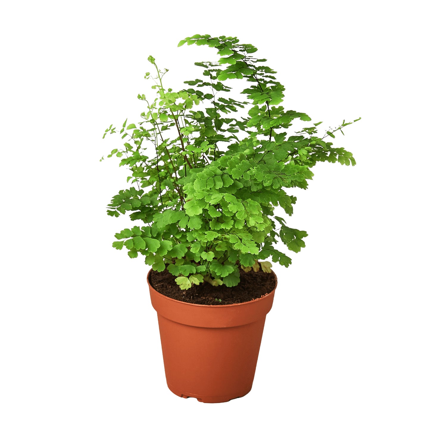 Maidenhair fern plant in nursery pot with delicate bright green foliage