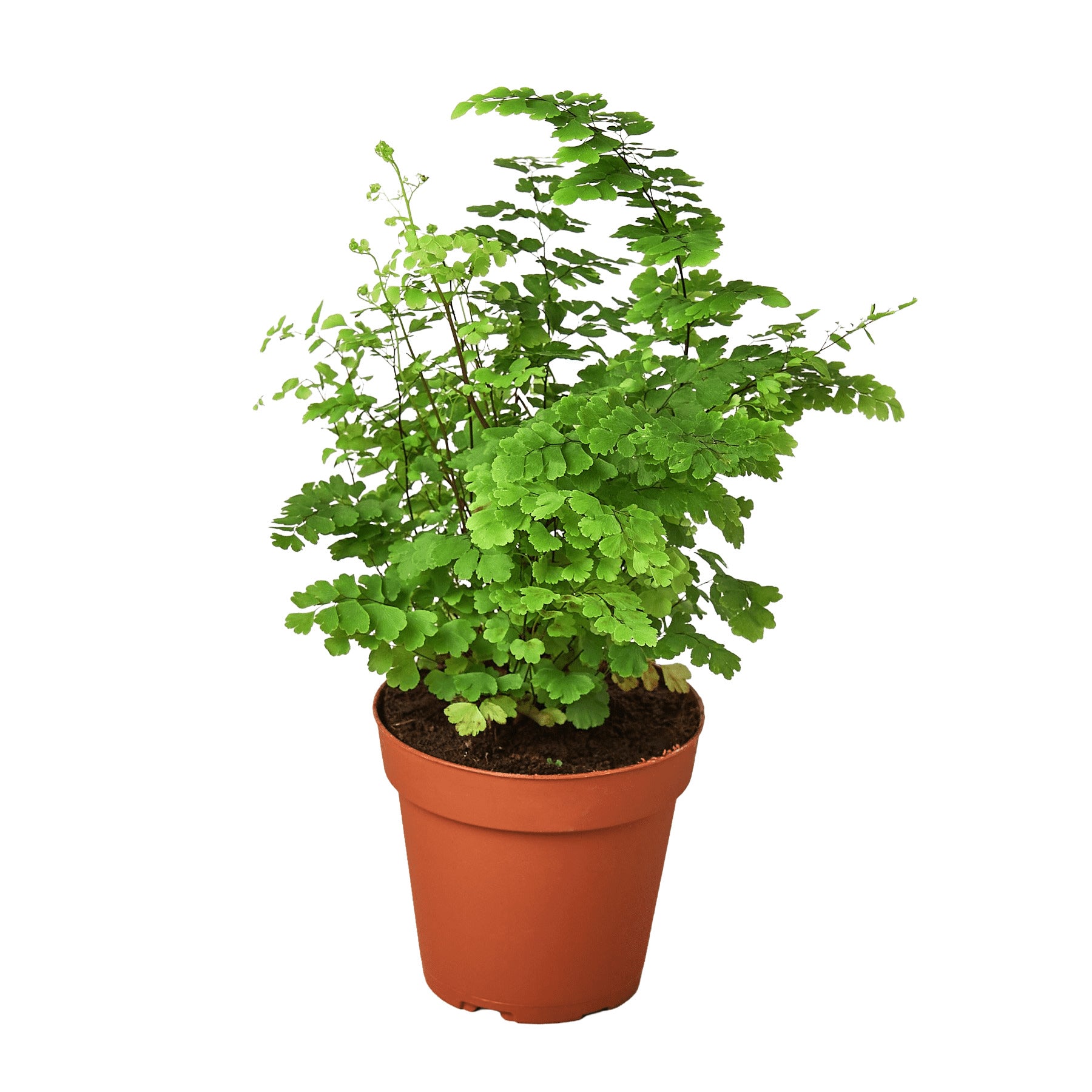 Maidenhair fern plant in nursery pot with delicate bright green foliage