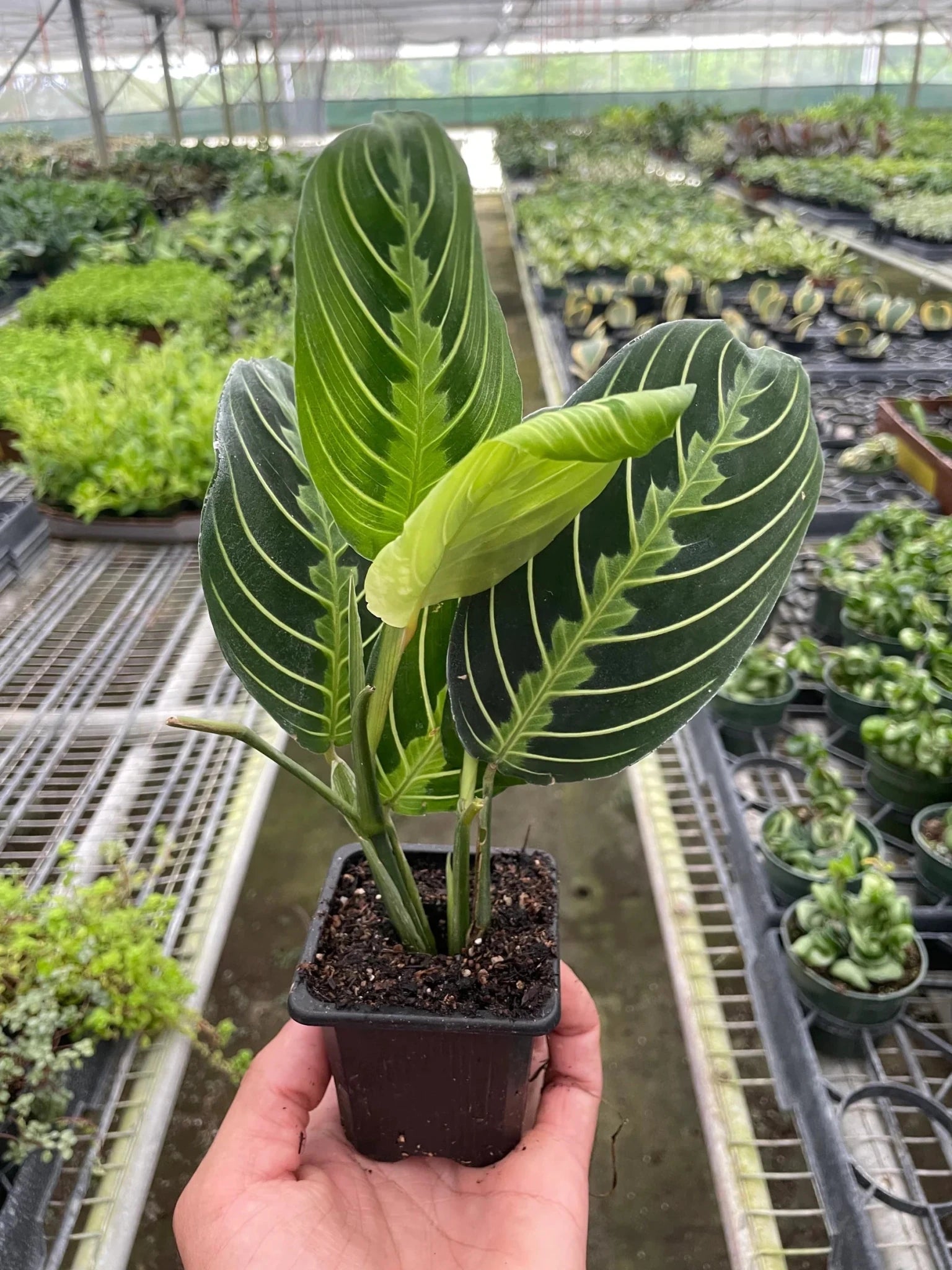 Maranta lemon lime prayer plant growing in greenhouse environment