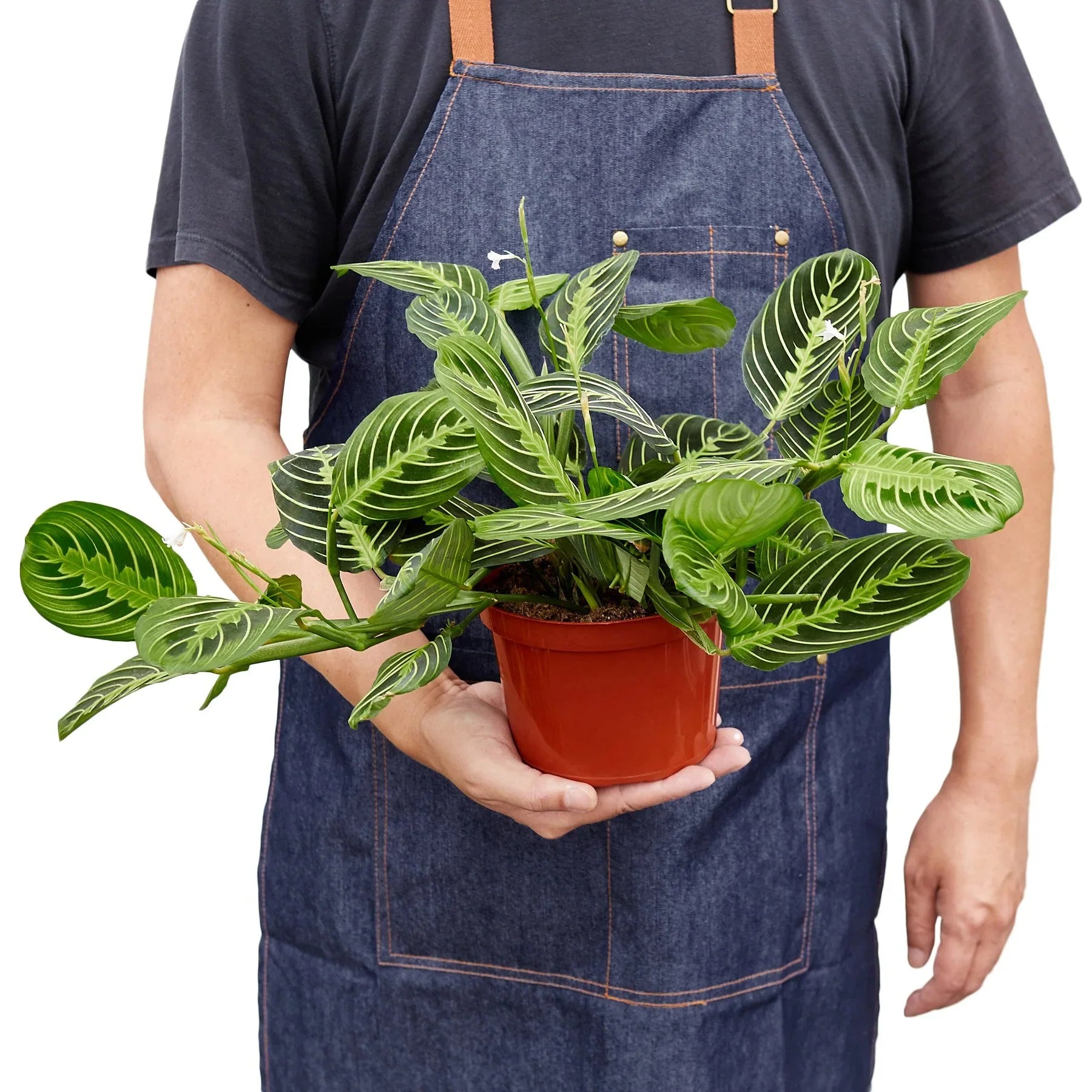 prayer plant size Maranta ‘Lemon Lime’ Prayer Plant — 4" to 6" Nursery Pot Options