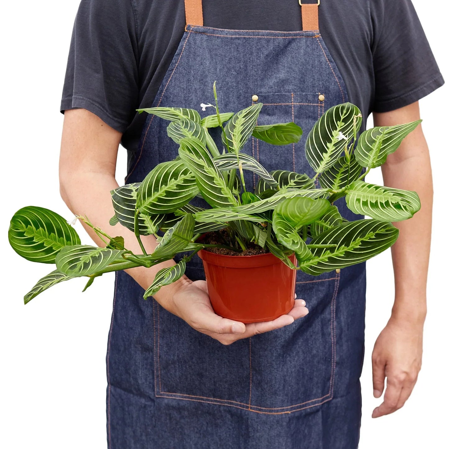 Maranta lemon lime prayer plant held by person showing size and foliage