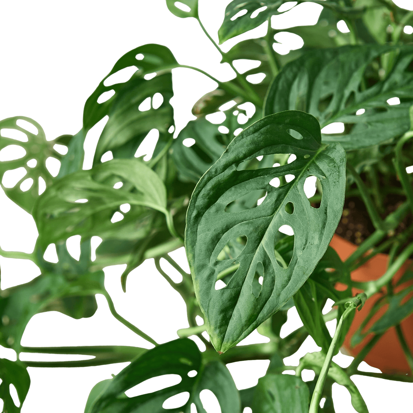 Monstera adansonii foliage detail with fenestrated leaves and tropical texture