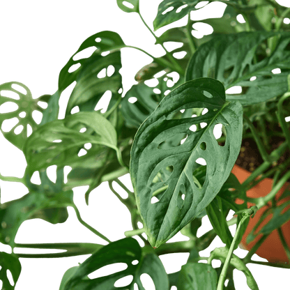 Monstera adansonii foliage detail with fenestrated leaves and tropical texture