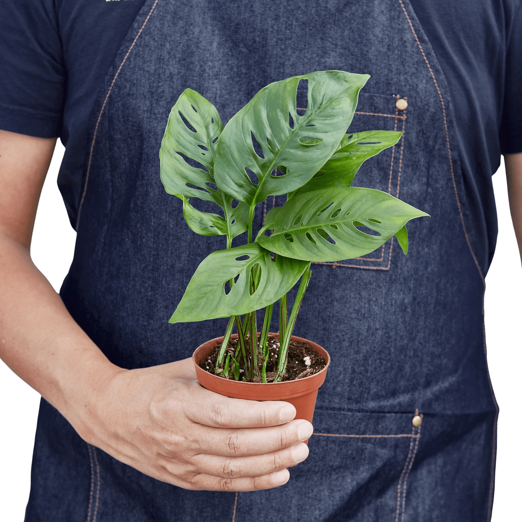 Monstera adansonii plant held in hands for size reference, compact trailing indoor plant