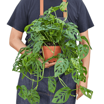 Large Monstera adansonii trailing plant held for scale with long cascading vines