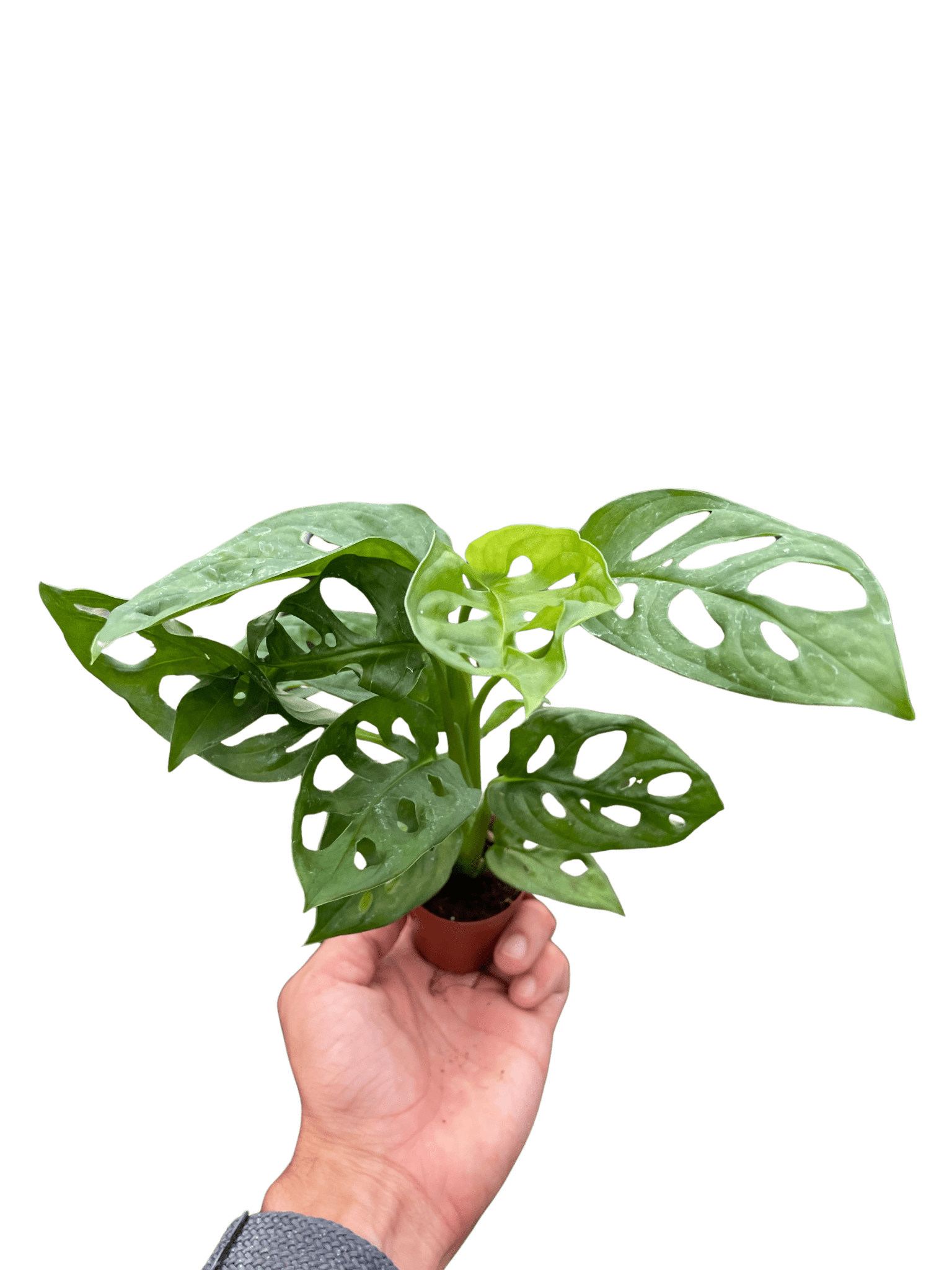 Small Monstera adansonii Swiss cheese vine held for size reference