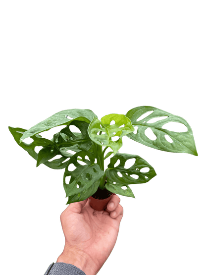 Small Monstera adansonii Swiss cheese vine held for size reference