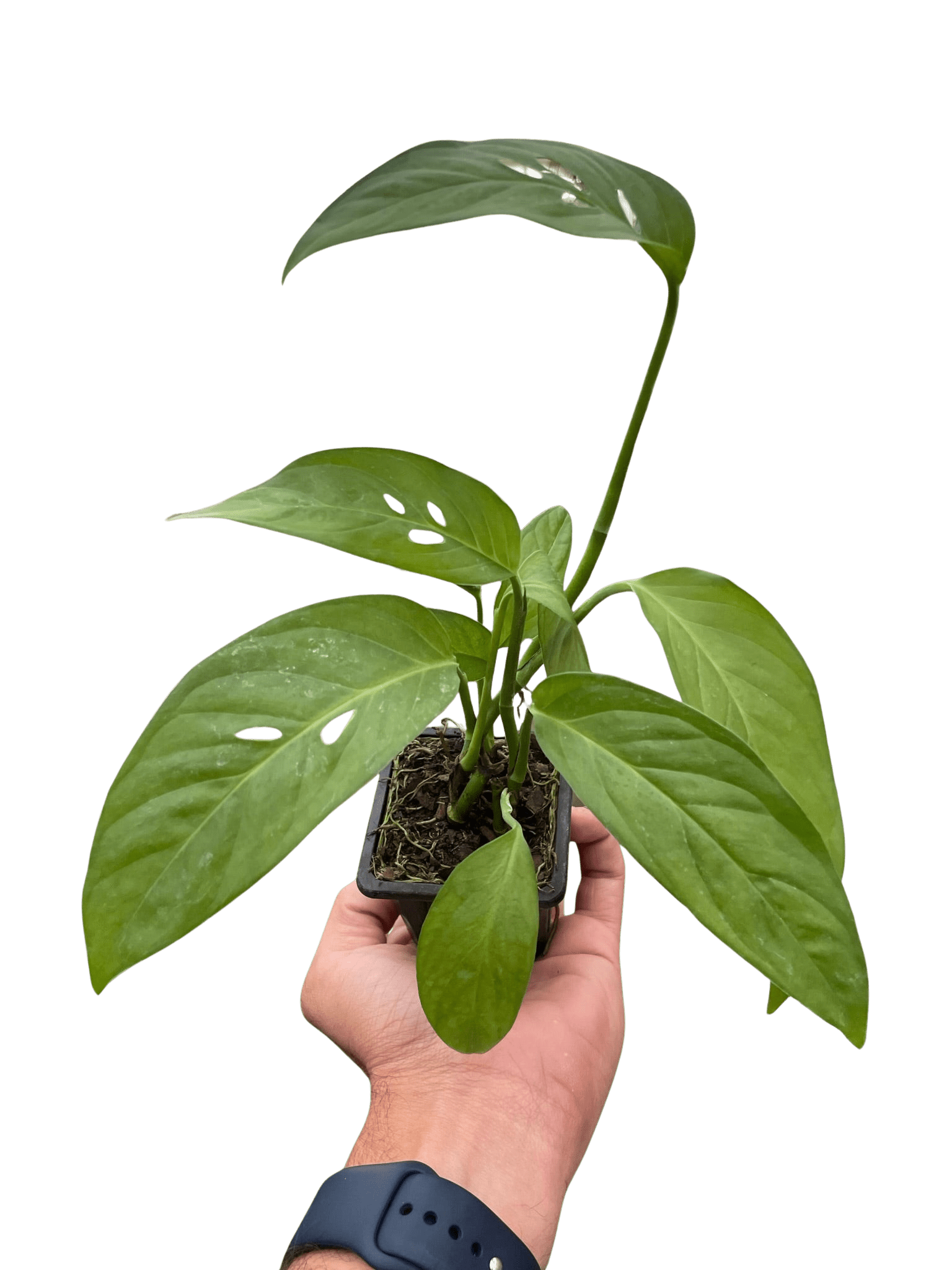 Young Monstera adansonii plant with developing fenestrated leaves in nursery pot