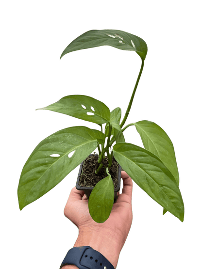 Young Monstera adansonii plant with developing fenestrated leaves in nursery pot
