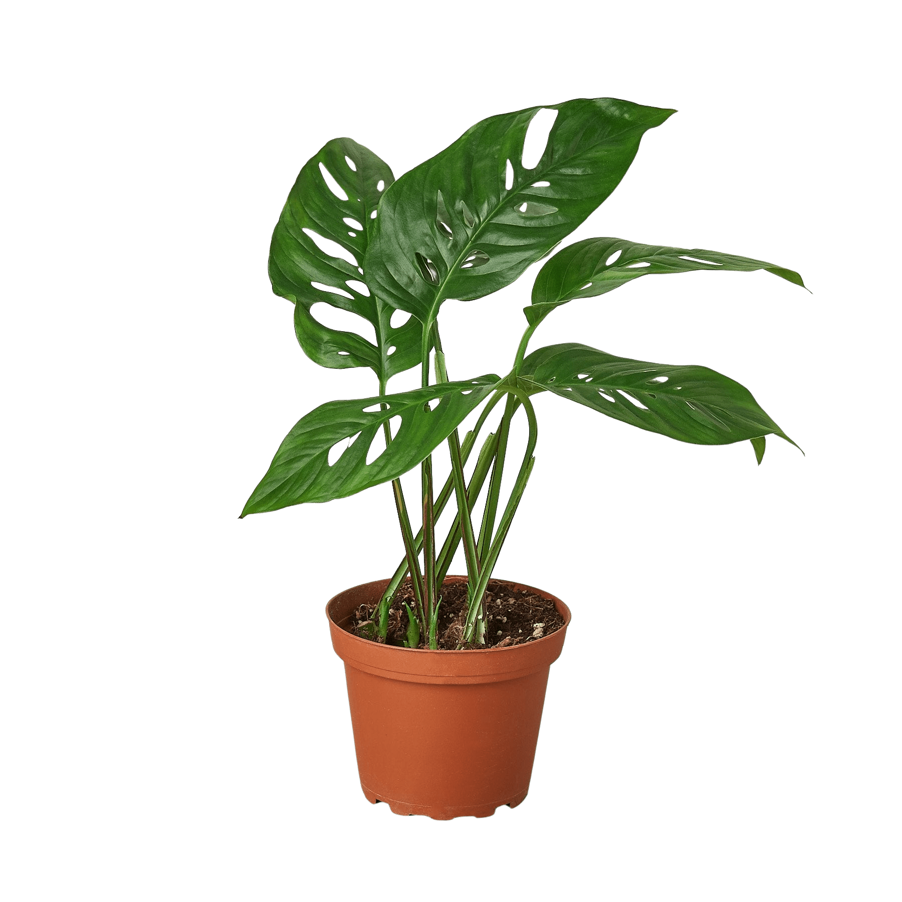 Monstera adansonii Swiss cheese vine in nursery pot with fenestrated leaves, trailing tropical indoor plant curated by H Potter