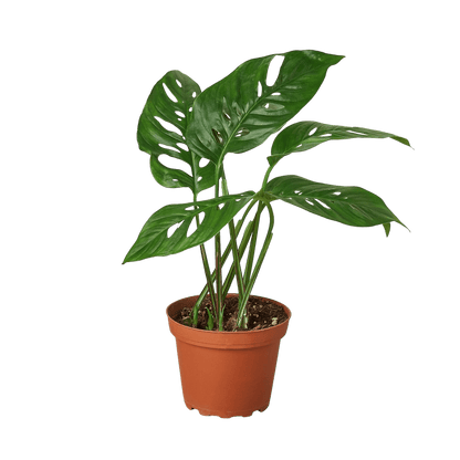 Monstera adansonii Swiss cheese vine in nursery pot with fenestrated leaves, trailing tropical indoor plant curated by H Potter