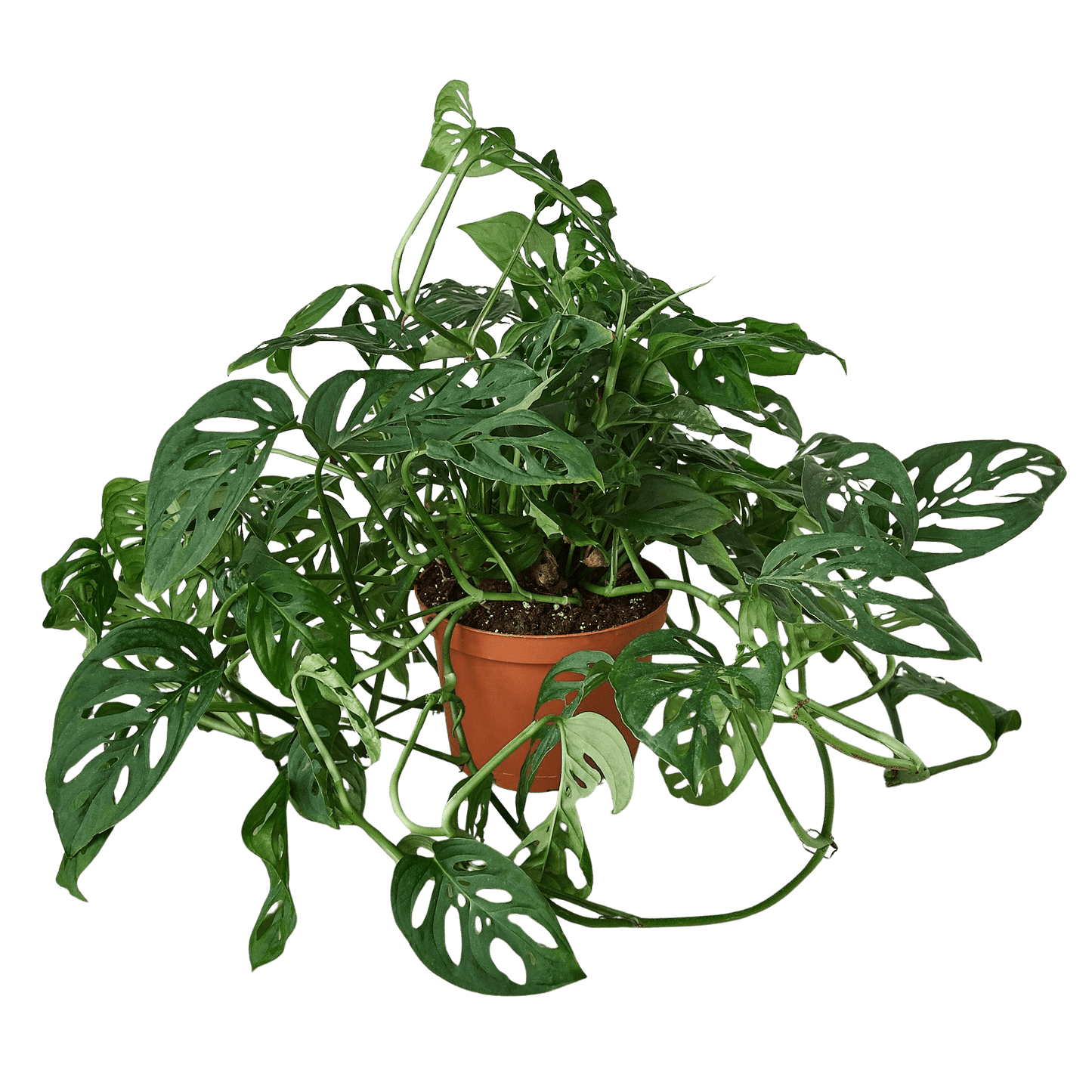 Trailing Monstera adansonii Swiss cheese vine with cascading stems and perforated leaves