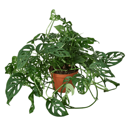 Trailing Monstera adansonii Swiss cheese vine with cascading stems and perforated leaves