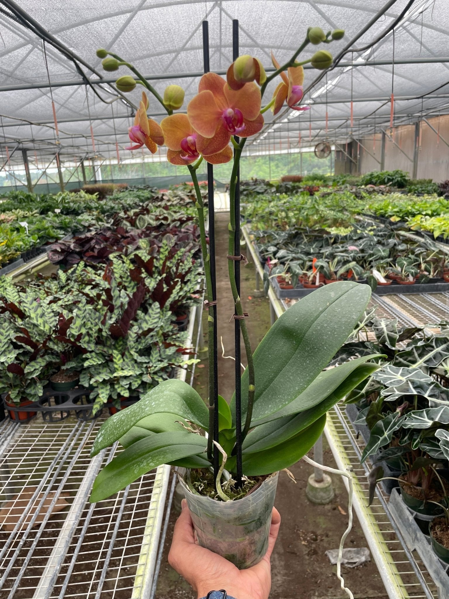 Orange Phalaenopsis moth orchid plant in greenhouse setting with double flower spikes and healthy foliage