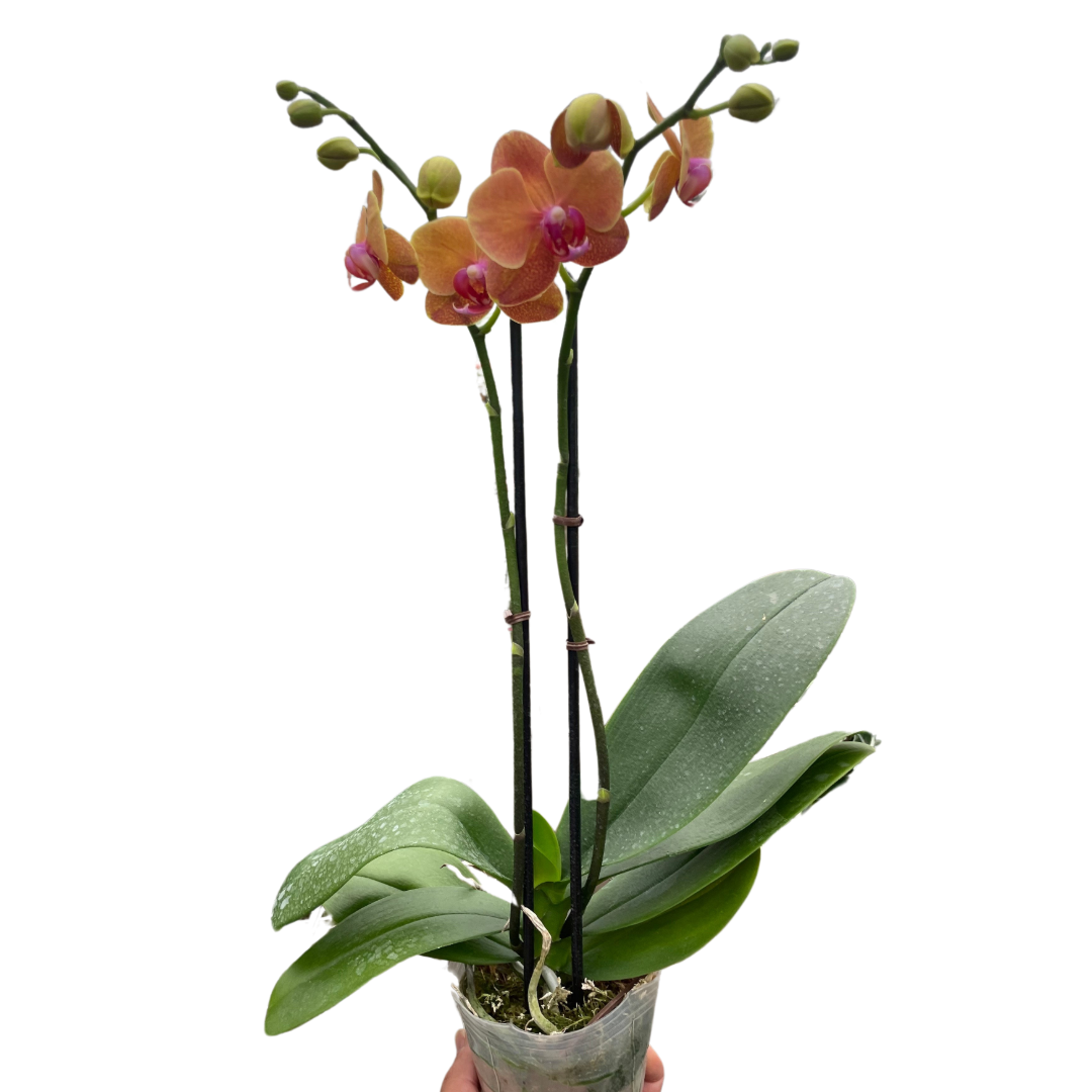 Orange Phalaenopsis moth orchid with vibrant blooms and glossy green leaves in clear pot, elegant indoor flowering plant curated by H Potter