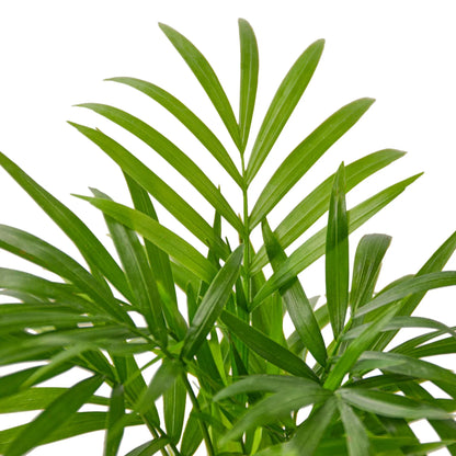 Parlor palm foliage detail showing soft arching green fronds