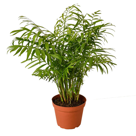 Parlor palm (Chamaedorea elegans) in nursery pot with lush green fronds, classic indoor palm houseplant curated by H Potter