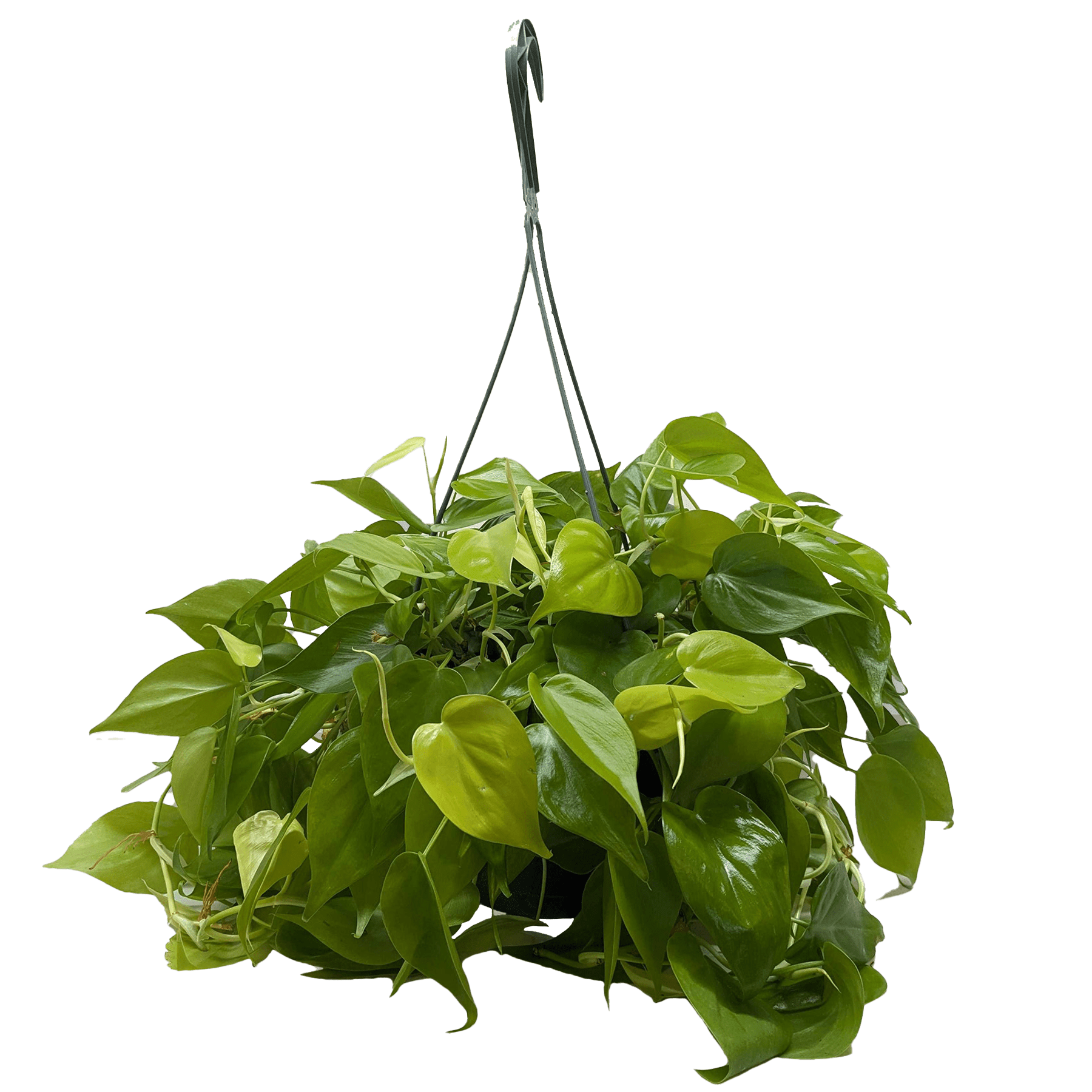 Philodendron Neon hanging basket plant with cascading bright green vines