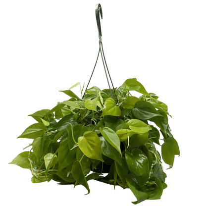 Philodendron Neon hanging basket plant with cascading bright green vines
