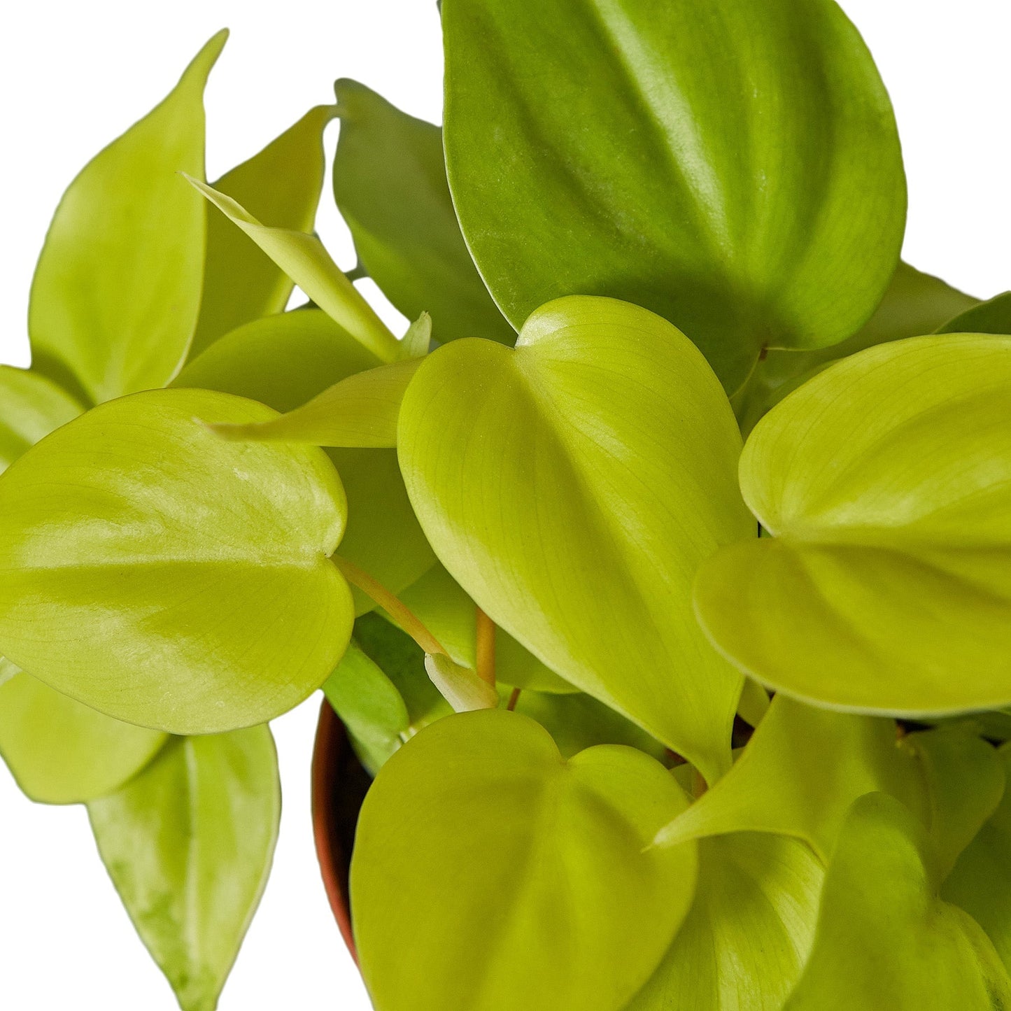 Close-up of Philodendron Neon leaves showing vibrant lime green heart-shaped foliage