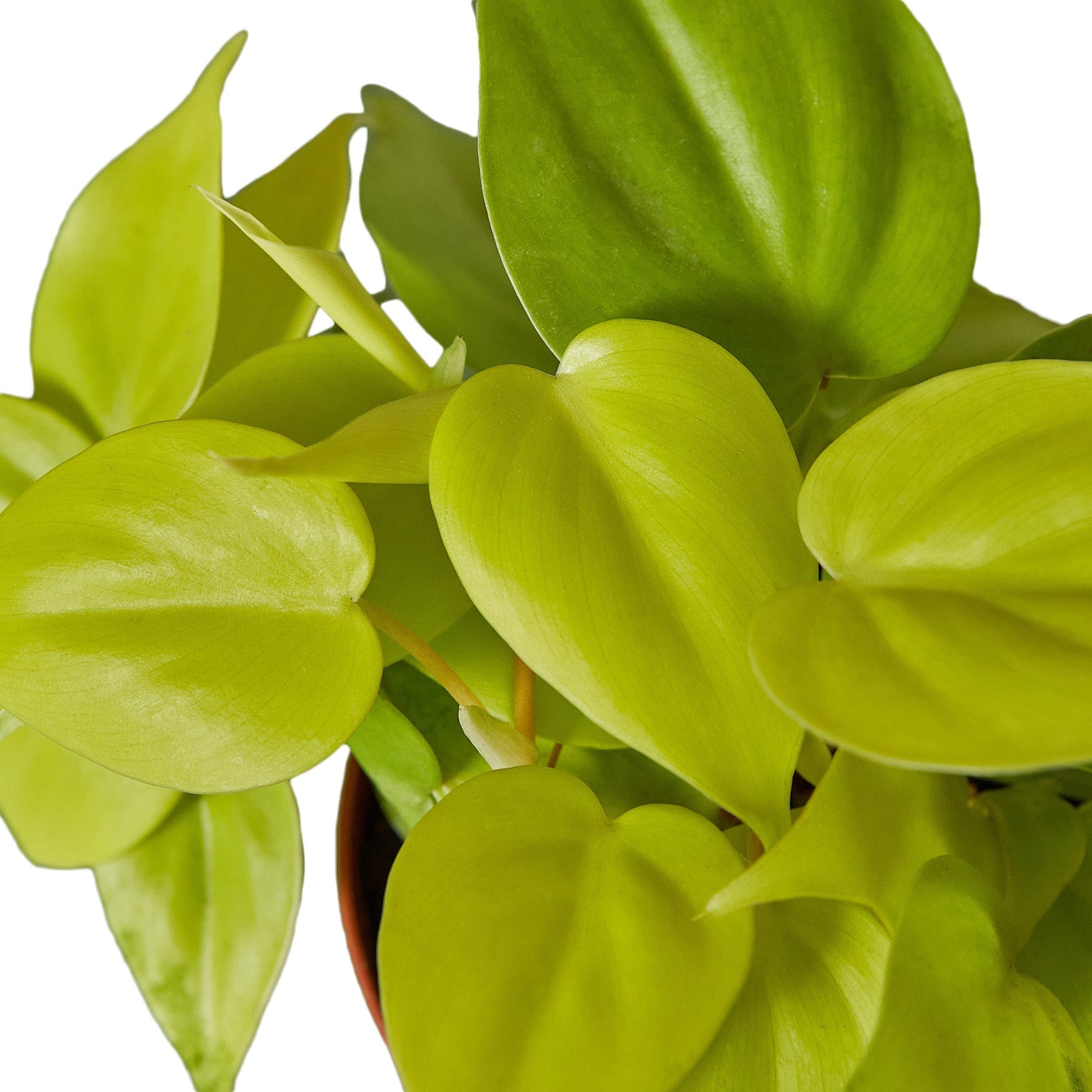 Close-up of Philodendron Neon leaves showing vibrant lime green heart-shaped foliage