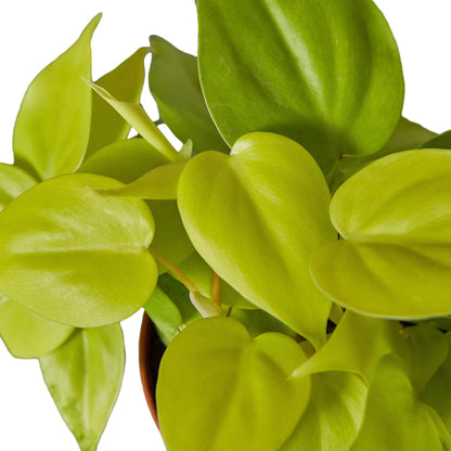 Close-up of Philodendron Neon leaves showing vibrant lime green heart-shaped foliage