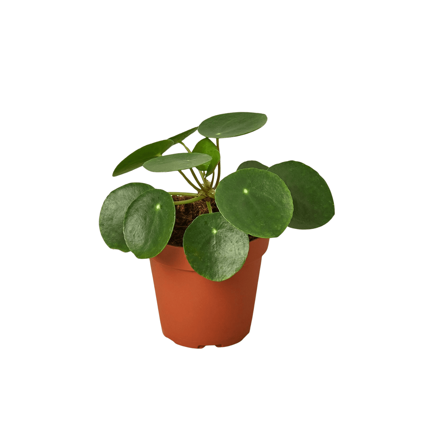 indoor plants chinese money plant Chinese Money Plant (Pilea peperomioides)