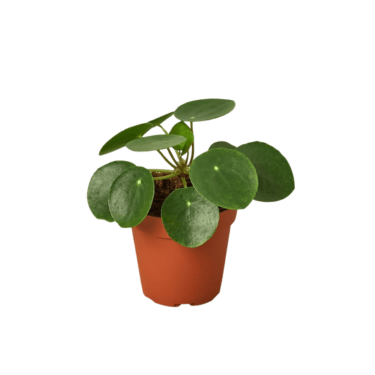 Pilea peperomioides Chinese money plant with round green leaves in nursery pot, modern indoor houseplant curated by H Potter