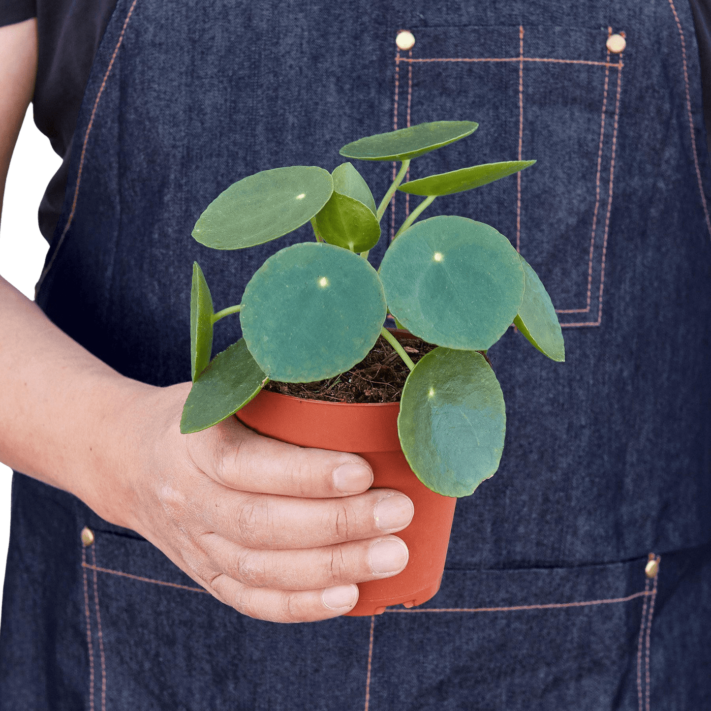Chinese money plant held in hands for size reference, compact Pilea peperomioides indoor plant