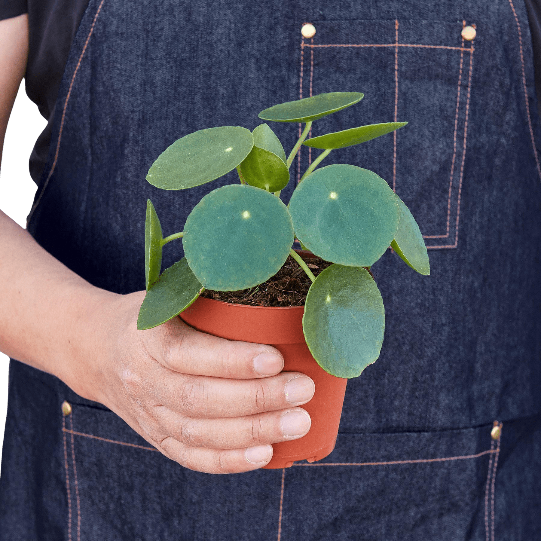 Chinese money plant held in hands for size reference, compact Pilea peperomioides indoor plant