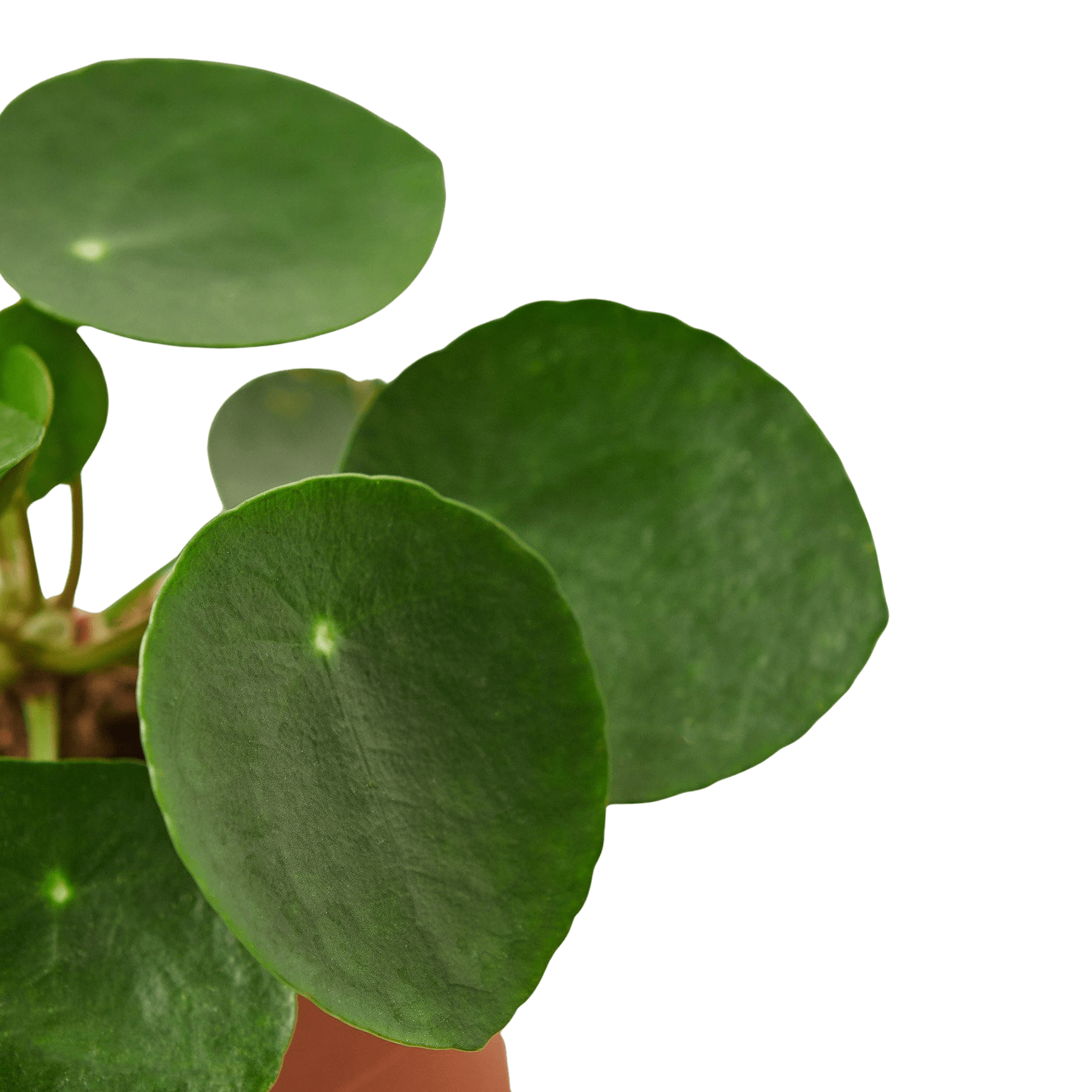 round leaf money plant Chinese Money Plant (Pilea peperomioides)