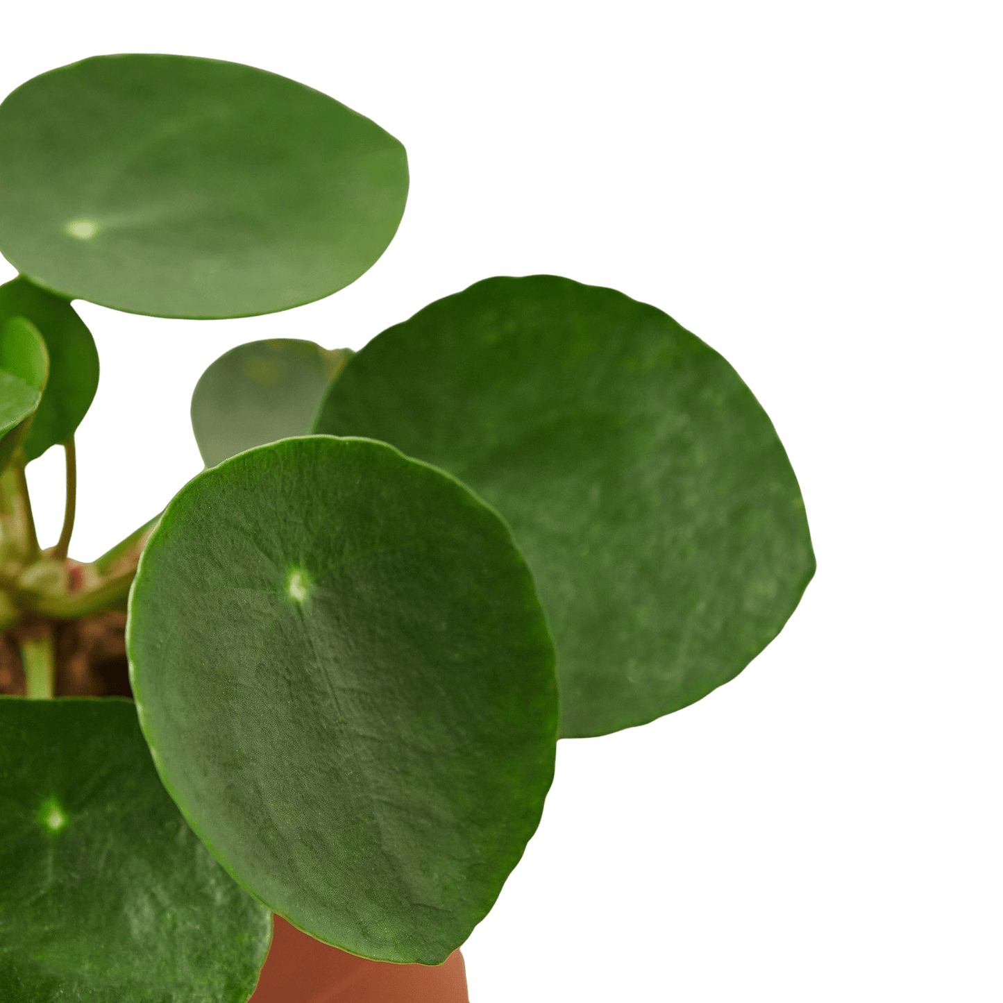 Close-up of Pilea peperomioides leaves showing round coin-shaped foliage