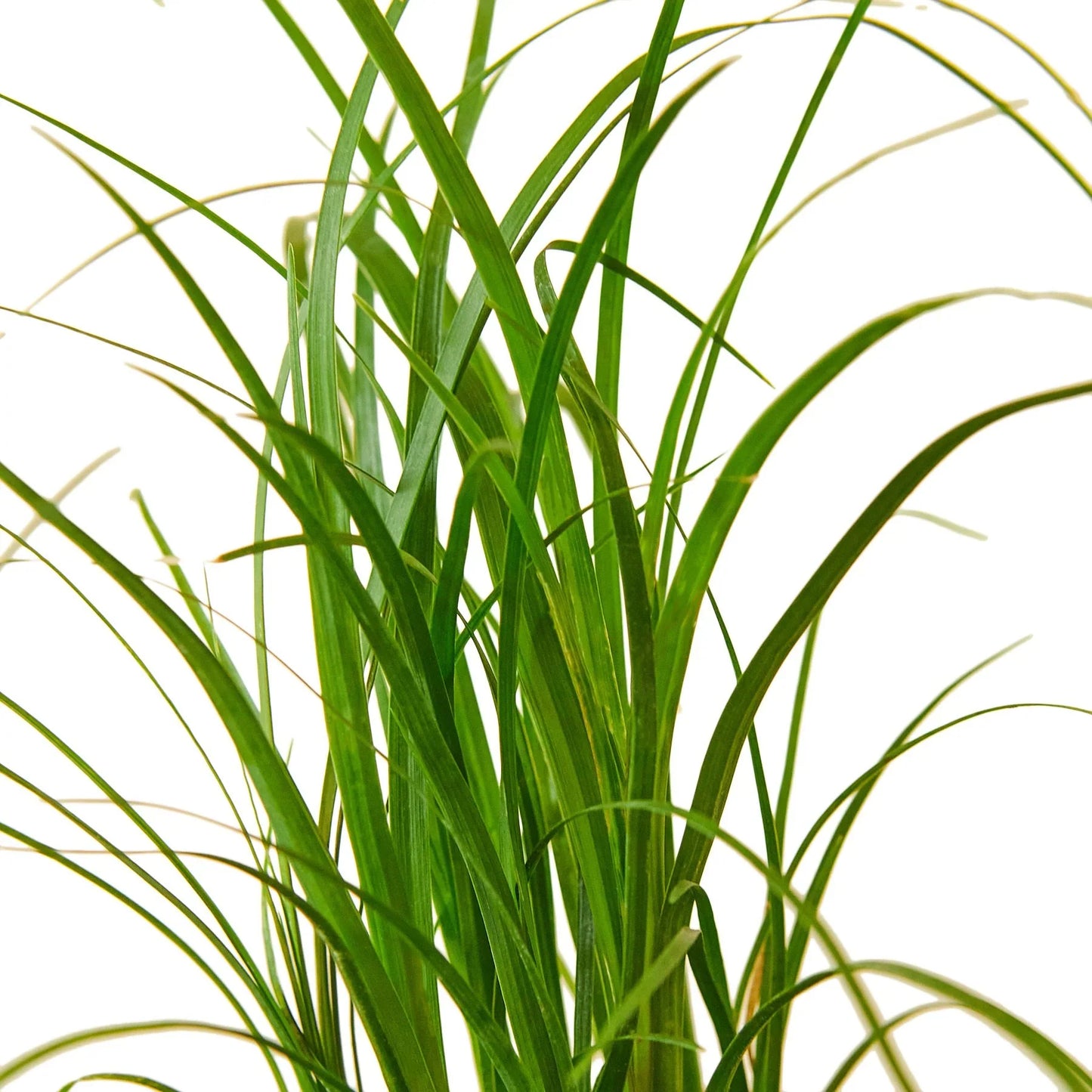 Close-up of ponytail palm leaves showing long cascading green foliage of Beaucarnea recurvata indoor plan