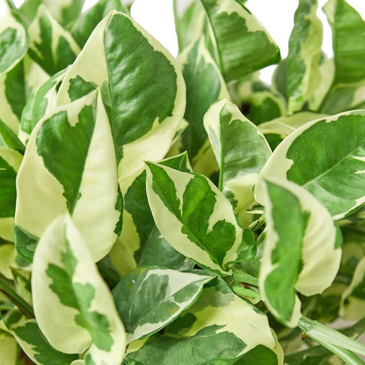Close-up of Pothos N’Joy leaves showing green and white variegation and compact growth