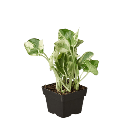 Small Pothos N’Joy starter plant with variegated leaves in nursery pot