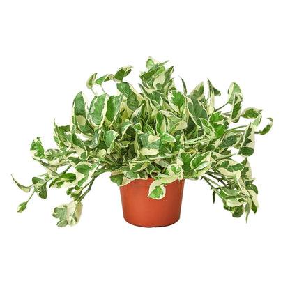 Trailing Pothos N’Joy plant with cascading variegated vines in nursery pot