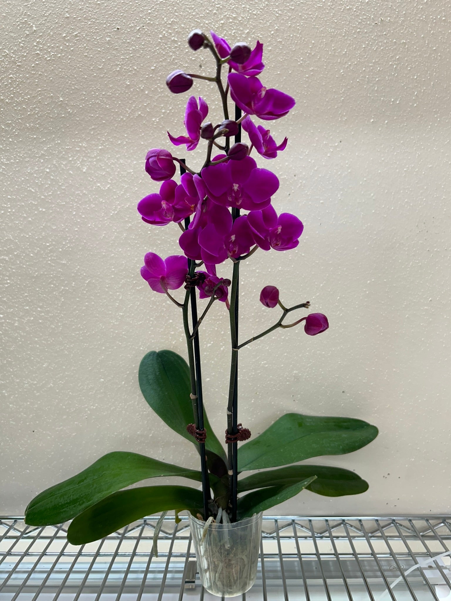 Purple Phalaenopsis orchid displayed on a tabletop in natural indoor light, showing full blooms and glossy green leaves