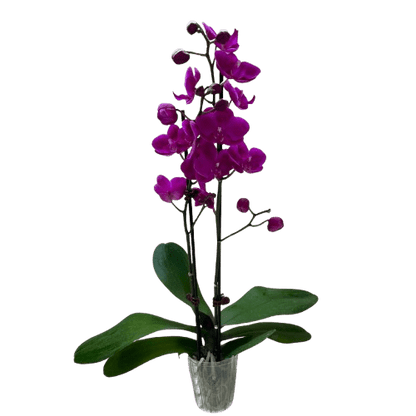 Purple Phalaenopsis orchid with double spike in a pot, curated by H Potter for elegant indoor plant styling