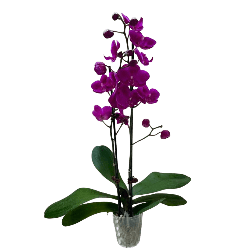 Purple Phalaenopsis orchid with double spike in a pot, curated by H Potter for elegant indoor plant styling